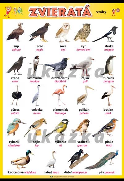 Zvieratá - vtáky