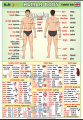 Ľudské telo v angličtine | XL (100x70 cm), XXL (140x100 cm), A3 (42x30 cm), bez líšt, A4 (30x21 cm), bez líšt