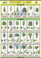 Naše stromy a kry (slovensky a anglicky) | XL (100x70 cm), XXL (140x100 cm), A3 (42x30 cm), bez líšt, A4 (30x21 cm), bez líšt