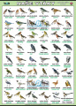 Naše vtáky (slovensky a anglicky) | XL (100x70 cm), XXL (140x100 cm), A3 (42x30 cm), bez líšt, A4 (30x21 cm), bez líšt