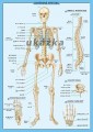 Ľudské telo