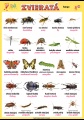 Zvieratá - hmyz | XL (100x70 cm), XXL (140x100 cm), A3 (42x30 cm), bez líšt, A4 (30x21 cm), bez líšt
